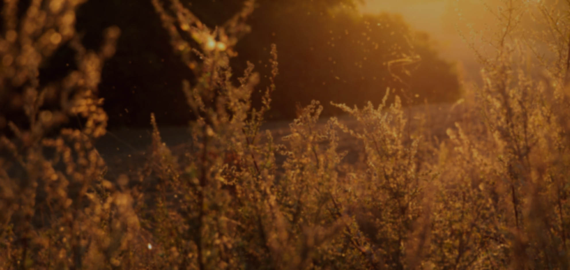 一键问题排查的骚扰神器24小时轰炸免费